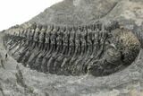Spiny Phacopid (Drotops Armatus) Trilobite - Perfectly Prone #196640-3